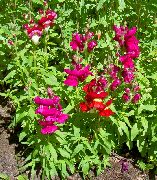 rot Blume Löwenmaul, Wiesel Schnauze (Antirrhinum) foto