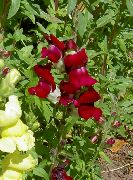 viininpunainen Kukka Snapdragon, Lumikko Kuono (Antirrhinum) kuva