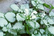 თეთრი ყვავილების Lamium, მკვდარი ჭინჭრის  ფოტო