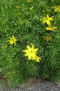 декоративные садовые цветы желтые Кореопсис многолетний фото, описание, выращивание и посадка, уход и полив