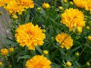 декоративные садовые цветы желтые Кореопсис многолетний фото, описание, выращивание и посадка, уход и полив