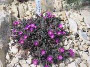 декоративные садовые цветы фиолетовые Делоспермa фото, описание, выращивание и посадка, уход и полив