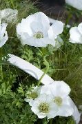 декоративные садовые цветы белые Анемона корончатая маковидная. фото, описание, выращивание и посадка, уход и полив