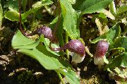 burgunder Blomst Mus Plante, Mousetail Anlegg (Arisarum proboscideum) bilde