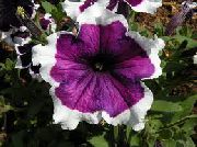 violetinė žiedas Petunijos Fortunia (Petunia x hybrida Fortunia) nuotrauka