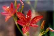 kırmızı çiçek Böğürtlen Zambak, Leopar Zambak (Belamcanda chinensis) fotoğraf