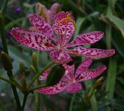 orgován Kvetina Blackberry Lily, Leopard Ľalia (Belamcanda chinensis) fotografie