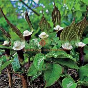 garden flowers purple Striped Cobra Lily, Chinese Jack-in-the-Pulpit Arisaema  photos, description, cultivation and planting, care and watering