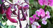 декоративные садовые цветы розовые Долихос обыкновенный (гиацинтовые бобы) фото, описание, выращивание и посадка, уход и полив