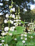 декоративные садовые цветы белые Долихос обыкновенный (гиацинтовые бобы) фото, описание, выращивание и посадка, уход и полив