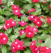 röd Blomma Ökade Strandsnäcka, Cayenne Jasmine, Madagaskar Vintergröna, Gamla Piga, Vinca (Catharanthus roseus = Vinca rosea) foto