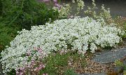თეთრი ყვავილების Sandwort (Minuartia) ფოტო