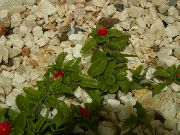 წითელი ყვავილების ბავშვი Sunrose, Heartleaf ყინულის ქარხანა (Aptenia) ფოტო