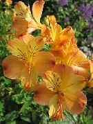 декоративные садовые цветы оранжевые Альстремерия  фото, описание, выращивание и посадка, уход и полив