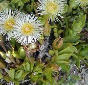 бял Цвете Лед За Растителна (Mesembryanthemum crystallinum) снимка