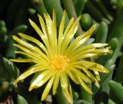 geltonas žiedas Ledo Gamykla (Mesembryanthemum crystallinum) nuotrauka