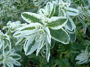 белы Кветка Багаткі Абрамлены (Эуфорбия Маргината) (Euphorbia marginata) фота