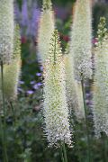 Foxtail Κρίνος, Κερί Έρημο λευκό λουλούδι
