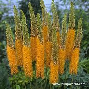 Lisičjega Repa Lilija, Desert Sveča oranžna Cvet