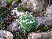λευκό λουλούδι Κάρδαμο (Arabis) φωτογραφία