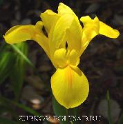 dzeltens Zieds Holandiešu Varavīksnene, Spāņu Iris (Xiphium) foto