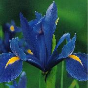zils Zieds Holandiešu Varavīksnene, Spāņu Iris (Xiphium) foto