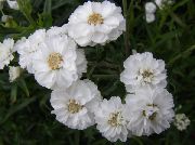 бял Цвете Sneezewort, Sneezeweed, Brideflower (Achillea ptarmica) снимка