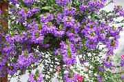 purpurs  Pasaku Fan Zieds (Scaevola aemula) foto
