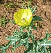 żółty Kwiat Argemona  zdjęcie