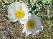 hvit Blomst Argemona  bilde