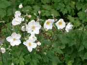 декоративные садовые цветы белые Анемона осеннецветущая фото, описание, выращивание и посадка, уход и полив