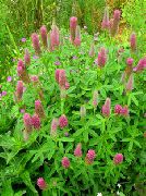 garden flowers pink Red Feathered Clover, Ornamental Clover, Red Trefoil Trifolium rubens  photos, description, cultivation and planting, care and watering