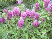 garden flowers lilac Red Feathered Clover, Ornamental Clover, Red Trefoil Trifolium rubens  photos, description, cultivation and planting, care and watering