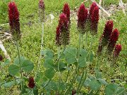 burgundy Cvet Rdeča Pernate Detelja, Okrasne Detelja, Rdeča Triperesne Deteljice (Trifolium rubens) fotografija