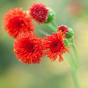 sarkans Zieds Pušķis Ziedu, Flora Ota (Emilia coccinea, Emilia javanica, Cacalia coccinea) foto