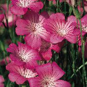 pink Blomst Majs Hjertemuslinger (Agrostemma githago) foto