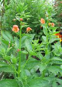 декоративные садовые цветы оранжевые Алонсоа фото, описание, выращивание и посадка, уход и полив