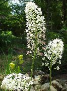 декоративные садовые цветы белые Амиантиум мухоморный фото, описание, выращивание и посадка, уход и полив