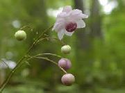 lilla Fiore Falso Anemone (Anemonopsis macrophylla) foto