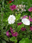 bijela Cvijet Snowcup, Potaknula Anoda, Divlje Pamuk (Anoda cristata) foto