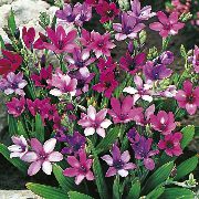 purpurs  Paviāns Zieds (Babiana, Gladiolus strictus, Ixia plicata) foto