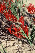 sarkans  Paviāns Zieds (Babiana, Gladiolus strictus, Ixia plicata) foto