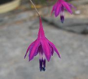 púrpura Flor Gotas De Coral (Bessera elegans) foto