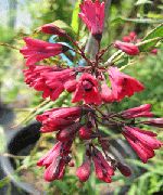 рожевий Квітка Бомарея (Bomarea) фото