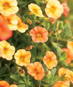 Calibrachoa Milyon Çan turuncu çiçek