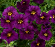 пурпурен Цвете Calibrachoa, Милион Звънци  снимка