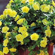 Calibrachoa, Milijun Zvona žuti Cvijet