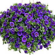 Calibrachoa, Milión Zvončeky modrý Kvetina