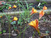 turuncu çiçek Yağmur Zambak (Habranthus) fotoğraf