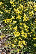 žuti Cvijet Lažna Češnjak (Nothoscordum) foto